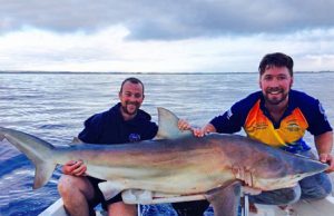 Brian Nolan and Marcus Pearson with another of the sharks – a bronze whaler this time – that they caught in 50 metres of water off the Black Rock outfall (Picture Kevin McLoughlin).   