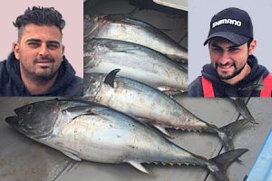 Four tuna to 20 kg or so that were caught on Monday by Manuel and Adam Vella amongst a shoal of newly arrived kingfish along Portland’s north shore (Pictures: Bob McPherson).   