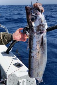 One of Lockie’s gemfish after being “chonked” on the way up (Picture: Bob McPherson).