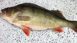 John Clements 1.5 kg redfin from Lake Purrumbete on Thursday evening (Picture John Clements).