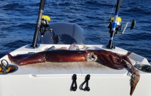 Bob McPherson caught this large aero squid from 550 metres of water off Portland (Picture: Bob McPherson).