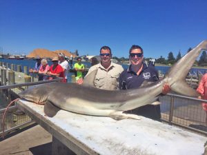 Rick Cockerel and Daniel Stranger with their whaler shark off Narrawong.