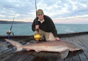 Shark wrangler: George Papavasiliou with his bronze whaler shark from the Lorne Pier (Picture: Bill Athanasselis).