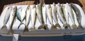 A sample of Bob McPherson’s whiting catch from Portland (Picture: Bob McPherson).