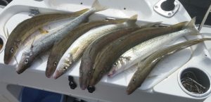 A sample from Bob McPherson’s whiting catch from Portland (Picture: Bob McPherson).