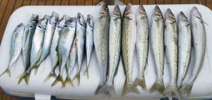 Bob McPherson fished calmer waters over the weekend for a mixed bag of whiting and scad (Picture: Bob McPherson).