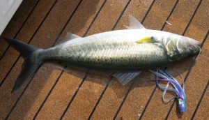 One of the salmon Bob McPherson caught outside the Portland Harbour last week (Picture: Bob McPherson).   