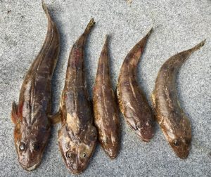 Ryan Booth caught these flathead, measuring from 35 to 51 cm from the Barwon Estuary just downstream from the Barwon Heads Bridge over the weekend.