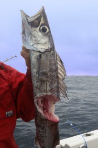 It’s a dog eat dog world out there as revealed by the bite taken from this gemfish by one of its own kind (Picture: Bob McPherson).