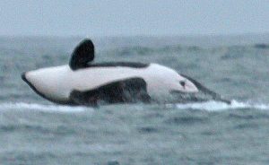 Bob McPherson took this photo of a killer whale that was stealing fish from their lines in 500 metres of water off Portland.