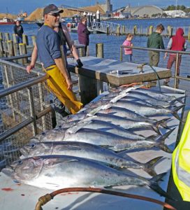 There are still plenty of school tuna to 12 kg or so to be caught off Portland (Picture: Bob McPherson).