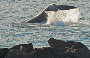 Southern Right Whale photographed from the Rocks in front of Pivot at Portland by Bob McPherson.