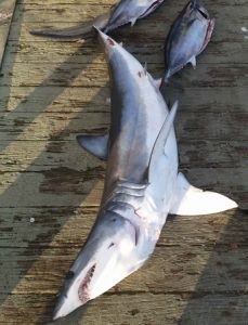 The mako shark that Tony Jones’ caught off Portland (Picture: Bob McPherson).