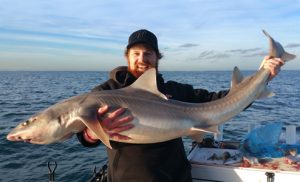 Big gumbo: Aaron Habgood of Reds Fishing Adventures with a 30 kg gummy shark that he caught offshore from Port Phillip Heads (Picture: Reds Fishing Adventures).   