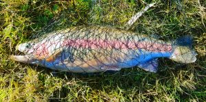 A rainbow trout from Lake Bolac (Picture: Lauren Chapman).