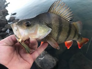 Michael Evans took this close-up of one of the redfin he caught from Wurdiboluc Reservoir on Sunday evening.