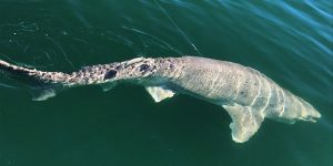 One of the sevengilled sharks caught, and then released, by Andrew Johnson from Corio Bay’s outer harbour.