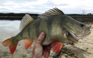 Justin Burns displays the 47 cm redfin he caught at Stony Creek Reservoir.