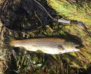 David Woods’ 3.62 kg brown trout taken from Lake Purrumbete on the fly. 