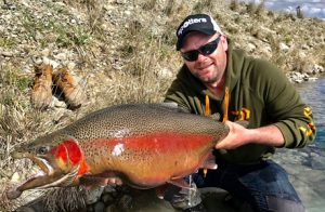 Michael Evans with yet another colossal rainbow trout from the Twizel Canals in New Zealand.