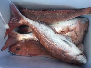 Snapper in custody (Picture: Victoria State Police).