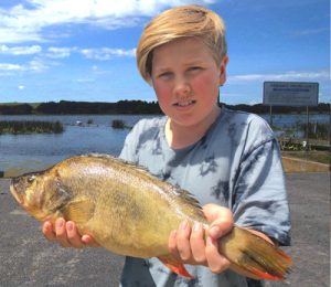 Jackson Toff of Pakenham with a 50 cm, 1.9 kg redfin from Lake Purrumbete (Picture and info from Lake Purrumbete Holiday Park).