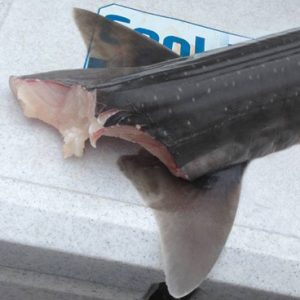 A gummy shark that was attacked by two seven-gillers on the way up (Picture: Chris Stamalos).   