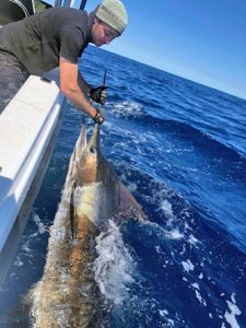 Kevin McLoughlin with the marlin he caught and released at Bermagui at the weekend.