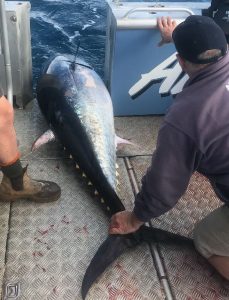 Rod Lawn of Adamas Charters and crew, release a large bluefin tuna offshore from Portland.