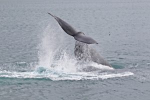 Bob McPherson Photographed this southern right whale at Portland.