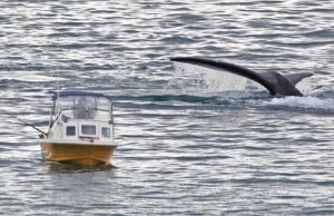 Bob McPherson of Portland photographed this close encounter between a whiting fisherman and a large whale just offshore from Danger Point.