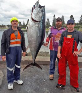 Bruce Robertson, Colin McLoughlin and Adrian Jenkins with the 120 kg tuna they caught in 65 metres of water south of Lawrence Rock on Wednesday. Lure was a small purple Jet-head (Picture: Bob McPherson).   