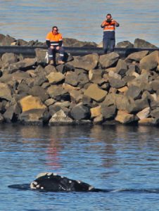 Bob McPherson photographed this southern right whale near the Lee Breakwater at Portland recently.